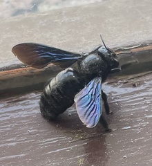 Xylocopa