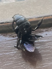 Xylocopa