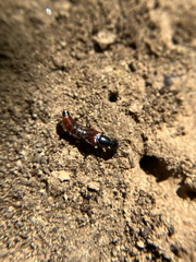 Hesperus baltimorensis