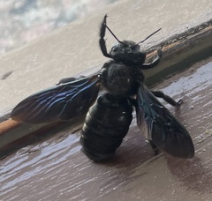 Xylocopa