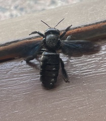 Xylocopa