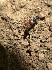 Hesperus baltimorensis