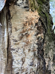 Rigidoporus corticola