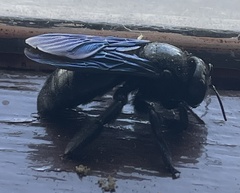 Xylocopa