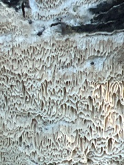 Rigidoporus corticola