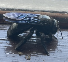 Xylocopa