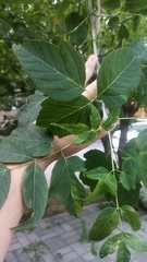 Acer negundo