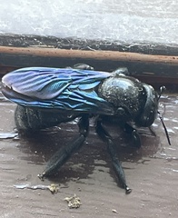 Xylocopa