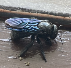 Xylocopa