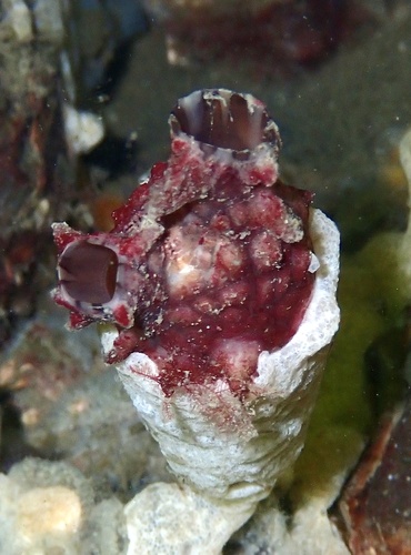 Stalked Sea Squirt, Grevelingen, Brouwershaven, Zeeland, NL, photo 8 of 10