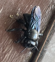 Xylocopa
