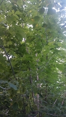 Acer negundo