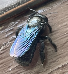 Xylocopa