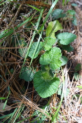 Rubus pectinellus
