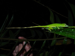 Anolis huilae
