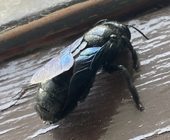 Xylocopa