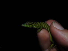 Anolis huilae