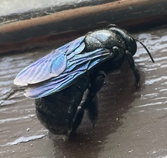 Xylocopa