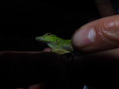 Anolis huilae
