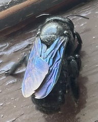 Xylocopa