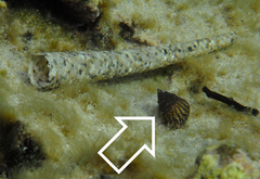 Prothalotia lehmanni