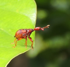 Strigapoderus tranquebaricus