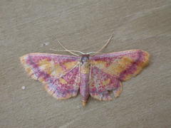Idaea muricata
