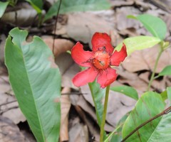 Ochna serrulata