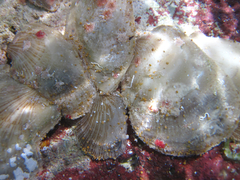 Isognomon