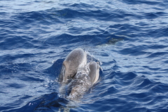 Stenella coeruleoalba