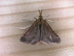 Synaphe punctalis