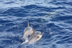 Stenella coeruleoalba