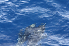 Stenella coeruleoalba