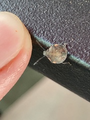 Dendrocoris humeralis