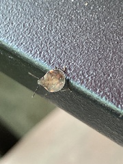 Dendrocoris humeralis