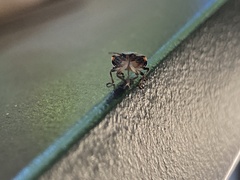 Dendrocoris humeralis