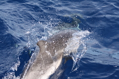 Stenella coeruleoalba