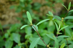 Microstachys chamaelea