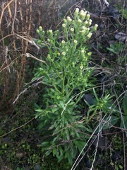 Erigeron