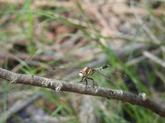 Orthetrum albistylum