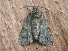 Polyphaenis sericata