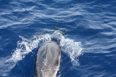 Stenella coeruleoalba