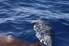 Stenella coeruleoalba