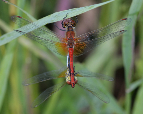 Yellow-winged Darter