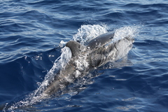 Stenella coeruleoalba