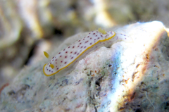Chromodoris aspersa