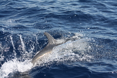 Stenella coeruleoalba