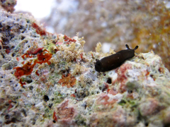 Dendrodoris nigra