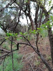 Condalia velutina