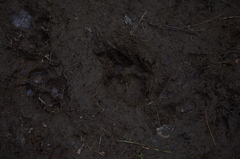 Canis lupus crassodon